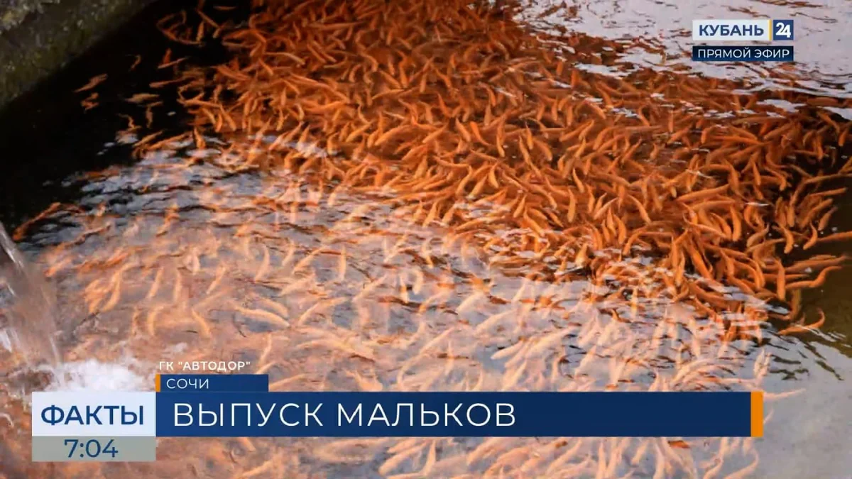 Более 20 тыс. мальков черноморского лосося выпустили в реку Мзымту в Сочи