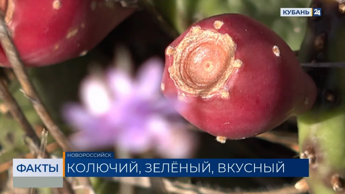 Съедобные кактусы созрели в Новороссийске