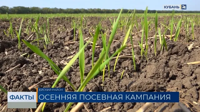 Озимыми культурами на Кубани планируют засеять 1,8 млн гектаров