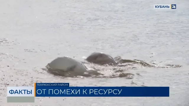 Ученым удалось сократить популяцию медуз-корнеротов в Азовском море