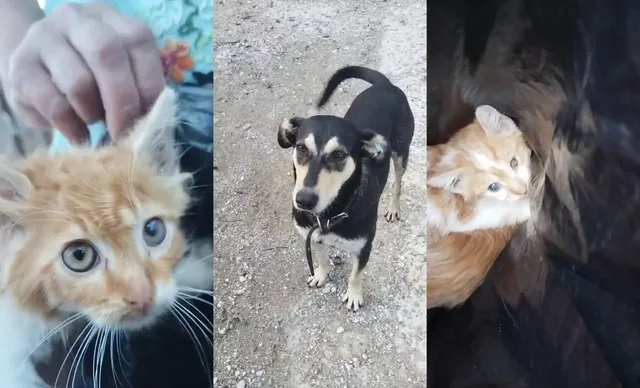 В Туапсинском округе собака принесла в приют пакет с котятами