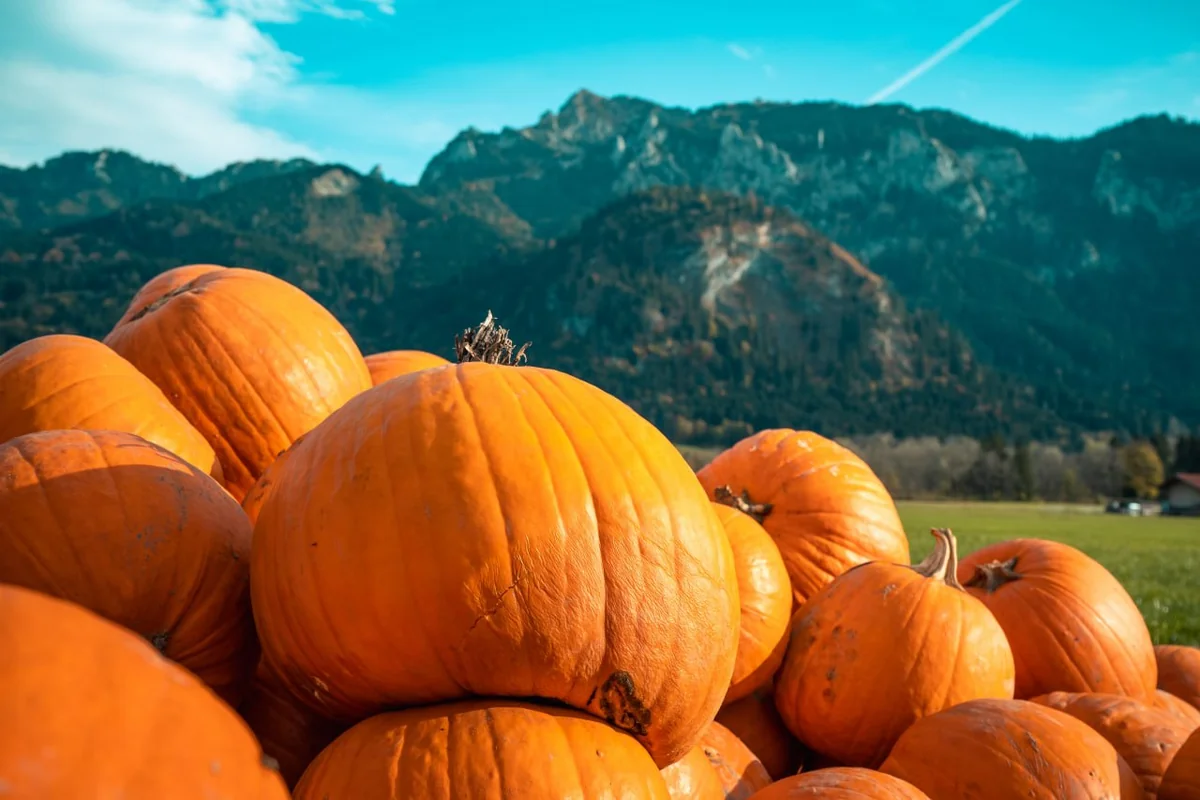 https://www.magnific.com/free-photo/pumpkins-different-sizes-stacked-top-each-other-mountain_10186720.htm