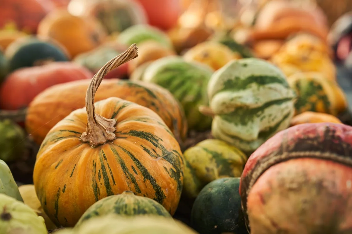 https://www.magnific.com/free-photo/various-striped-pumpkins-harvested-sunny-autumn-day-close-up-orange-green-pumpkins_134926110.htm