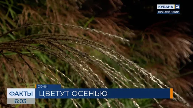 В сочинском дендрарии расцвели растения, воспетые в японской поэзии