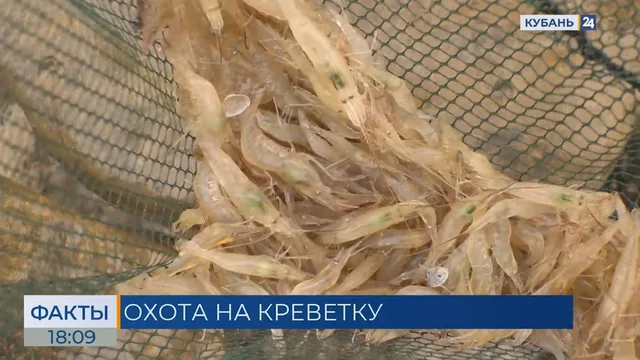 Вылов креветки в Азовском море достиг исторического максимума