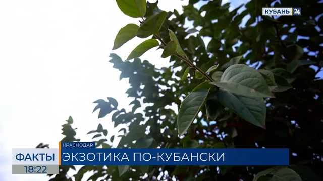 Среднегодовая температура в Краснодарском крае повысилась на два градуса