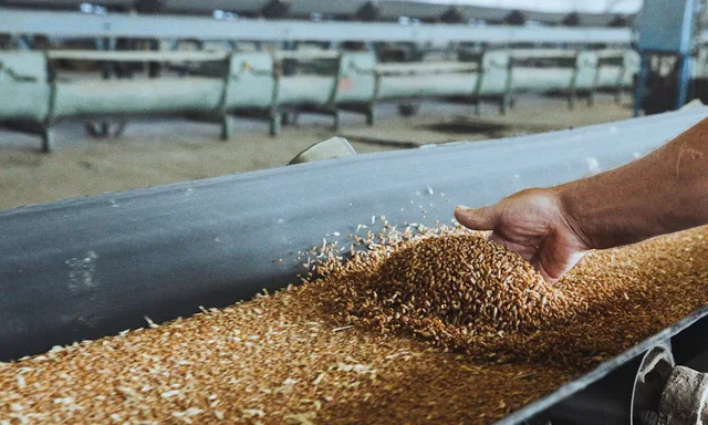 В Краснодарском крае хранилища зерна заполнены почти на 90%