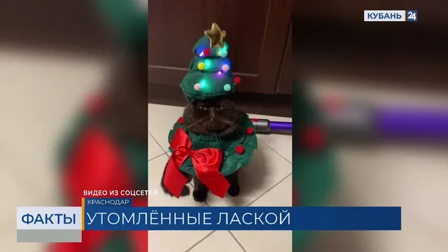 Тренд на окрашивание домашних животных набирает популярность в соцсетях