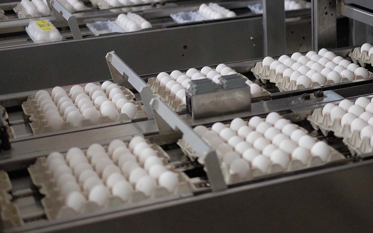 За год птицефабрики Кубани увеличили производство яиц на 10,6%