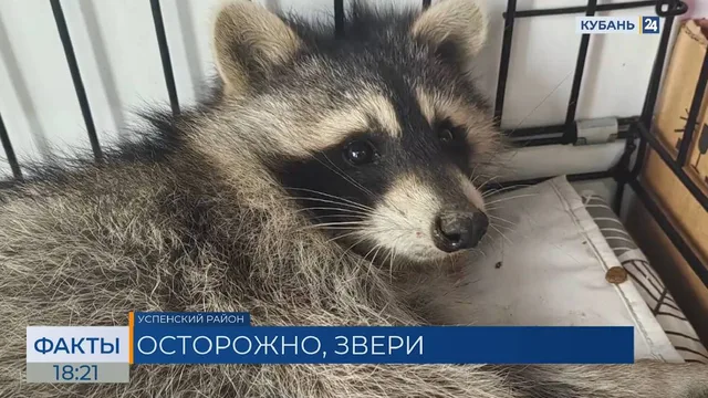 Сбитого на трассе енота спасли в Успенском районе